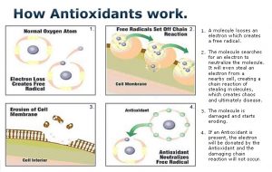 how antioxidants work